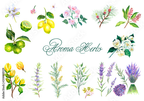 Watercolor hand-drawn set of aroma herbs isolated on white background © Елизавета Порошина