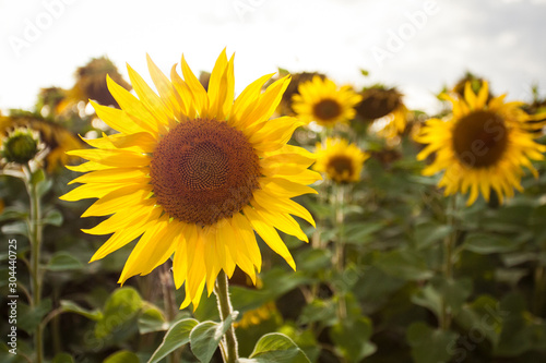 Blooming Sunflower field during summer sunset in countryside