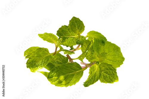 fresh peppermint twig isolated on white background