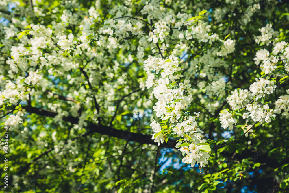 Blooming wild aplle tree in the garden. Selective focus. Blooming wild aplle tree in the garden. Selective focus.