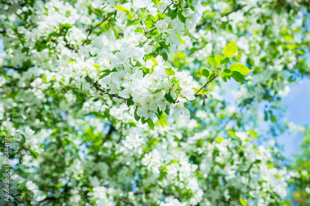 Blooming wild aplle tree in the garden. Selective focus. Blooming wild aplle tree in the garden. Selective focus.