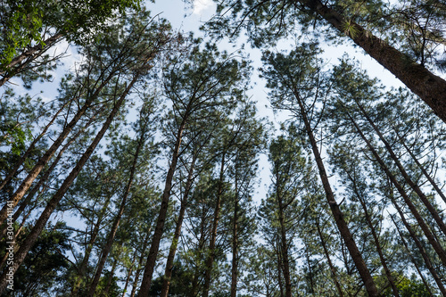 pine trees