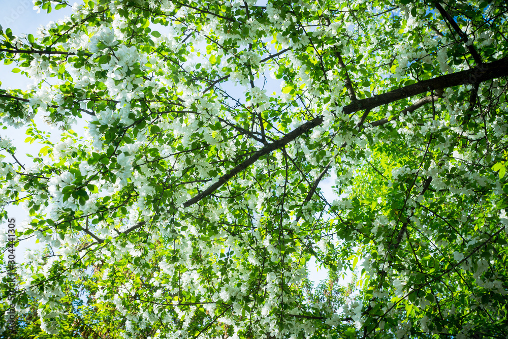 Fototapeta premium Blooming wild aplle tree in the garden. Selective focus.