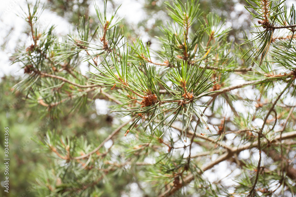 Small pine cones with needles on blurred sky background. Small pine cones with needles on blurred sky background.