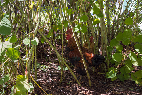 Domesticated rooster  with chicken hiding in deciduous bushes in the mountainous part of Georgia photo