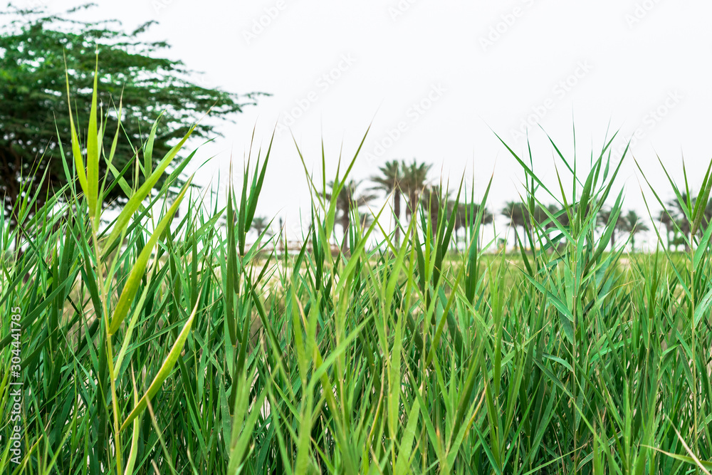 Fototapeta premium beautiful scenic view of parks and greenery 