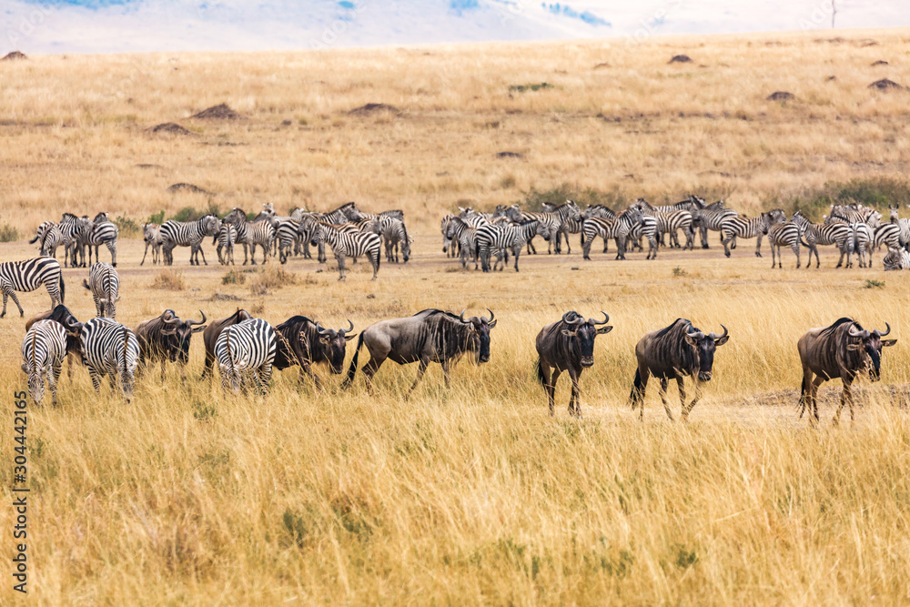 great migration in masai mara