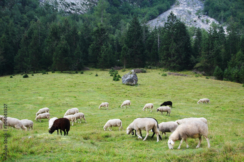 Sheeps grazing in Soca river valley, Slovenia