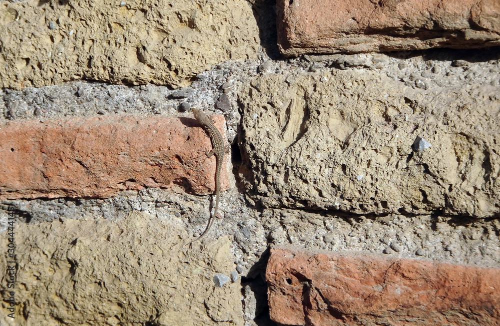 Fototapeta premium lizard on an old brick wall