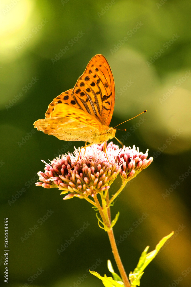 Obraz premium Papillon