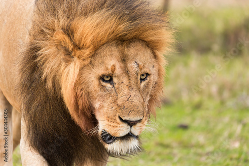 Fototapeta Naklejka Na Ścianę i Meble -  Lions in the masaai mara kenya