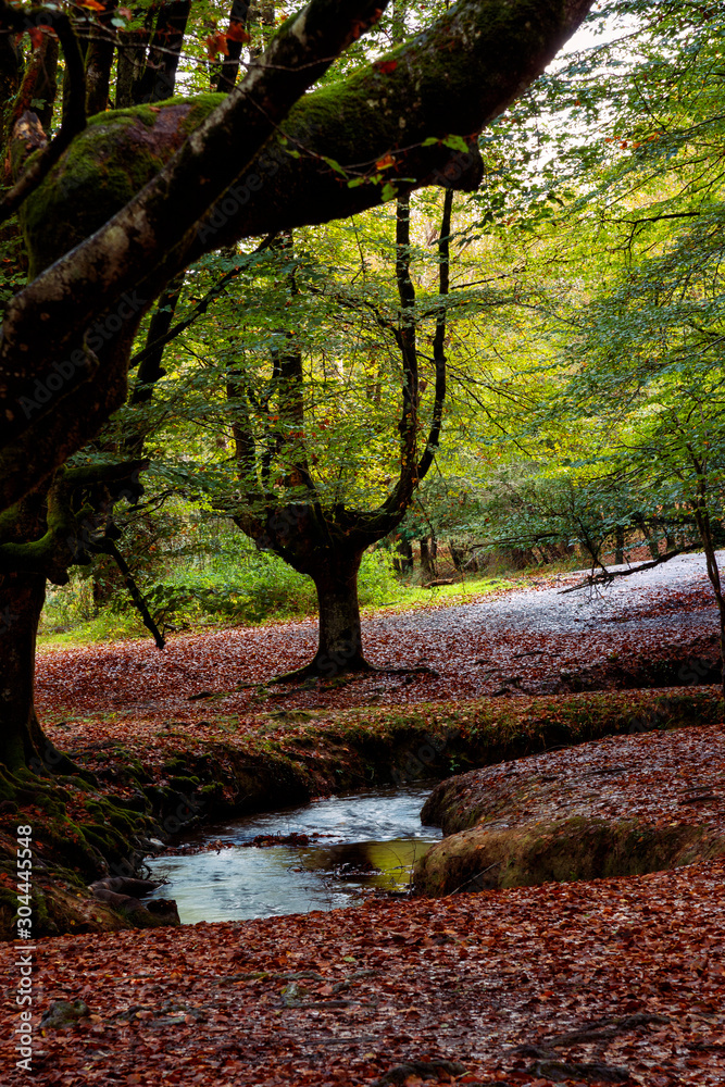 magic forest in the basque country