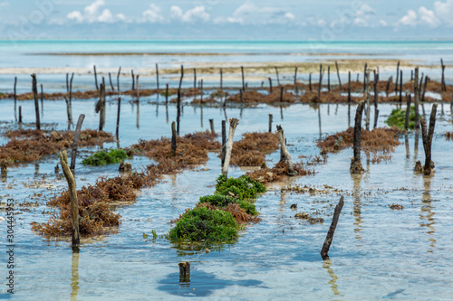 Green and brown algaes, Zanzibar © Dariusz Jarzabek