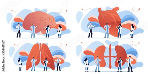 Doctor and human internal organ set. Anatomy concept. Kidney, lungs, heart and brain. Therapist make diagnosis. anatomical and medical inner organs disease treatment. Pharmacy research system