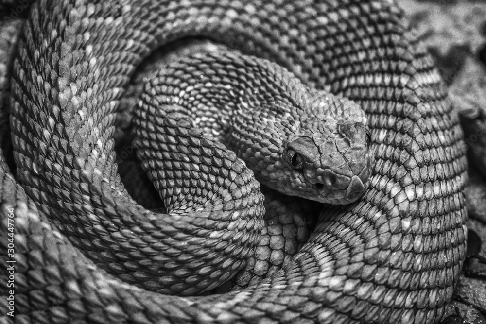 Fototapeta premium Close up of a snake in black and white