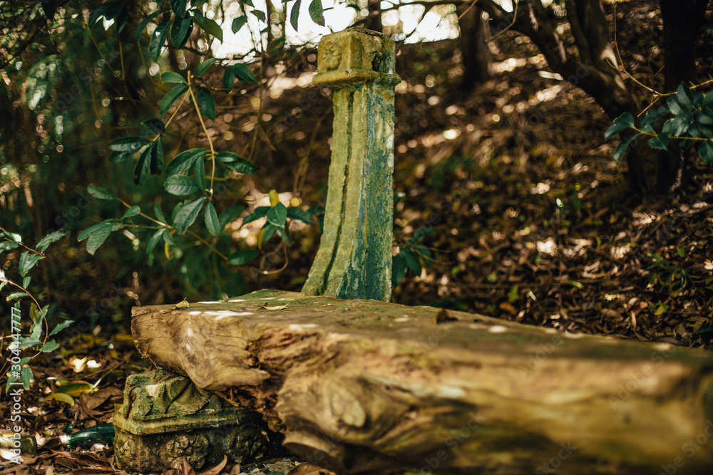 Fototapeta premium tree in the forest