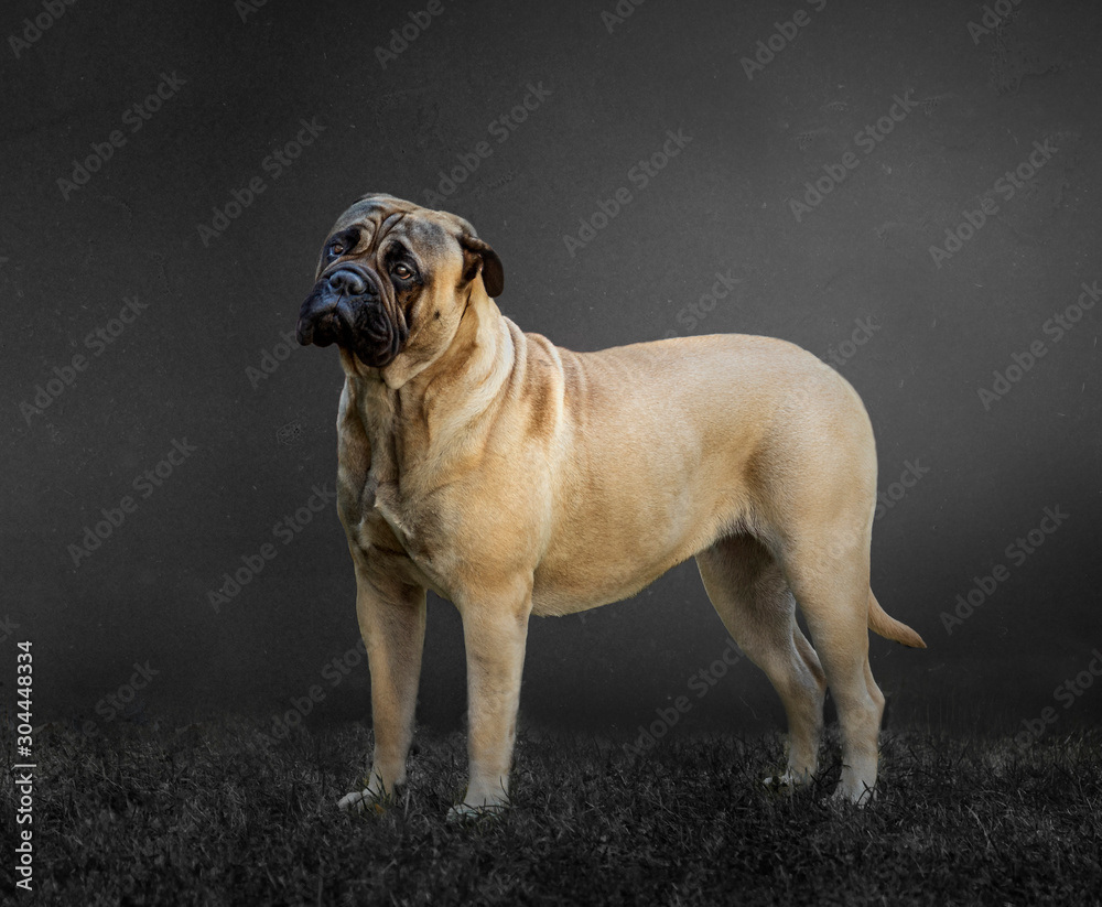 Bullmastiff posing in a grey background Bullmastiff posing in a grey background