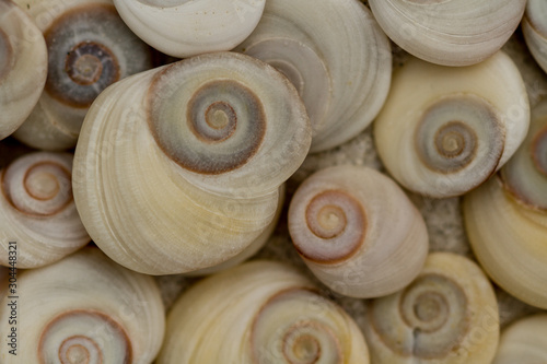 Close up of spiral sea shells