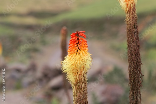 Flower of the torch lily Kniphofia foliosa, in the Simien Mountains in Ethiopia photo