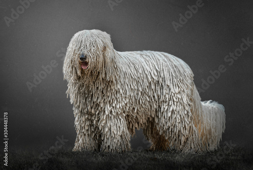 komondor posing on a gray background