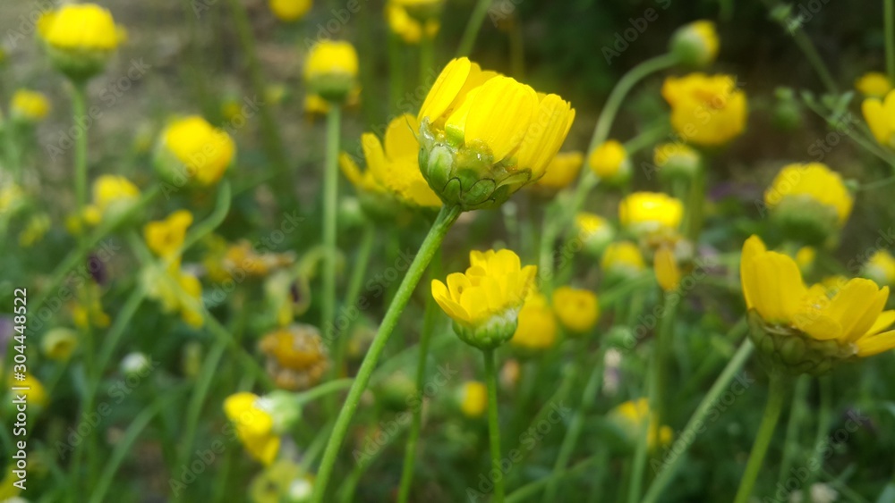 Closeup view of lovely yellow flower against a green leaves background Closeup view of lovely yellow flower against a green leaves background