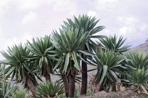 Giant lobelia plants  Lobelia rhynchopetalum  in the Simien Mountains National park