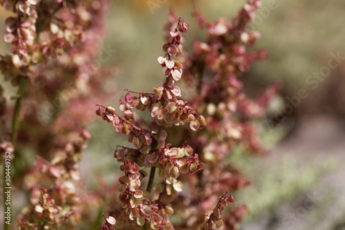 Flowers of the sorrel Rumex nervosus, in Ethiopia