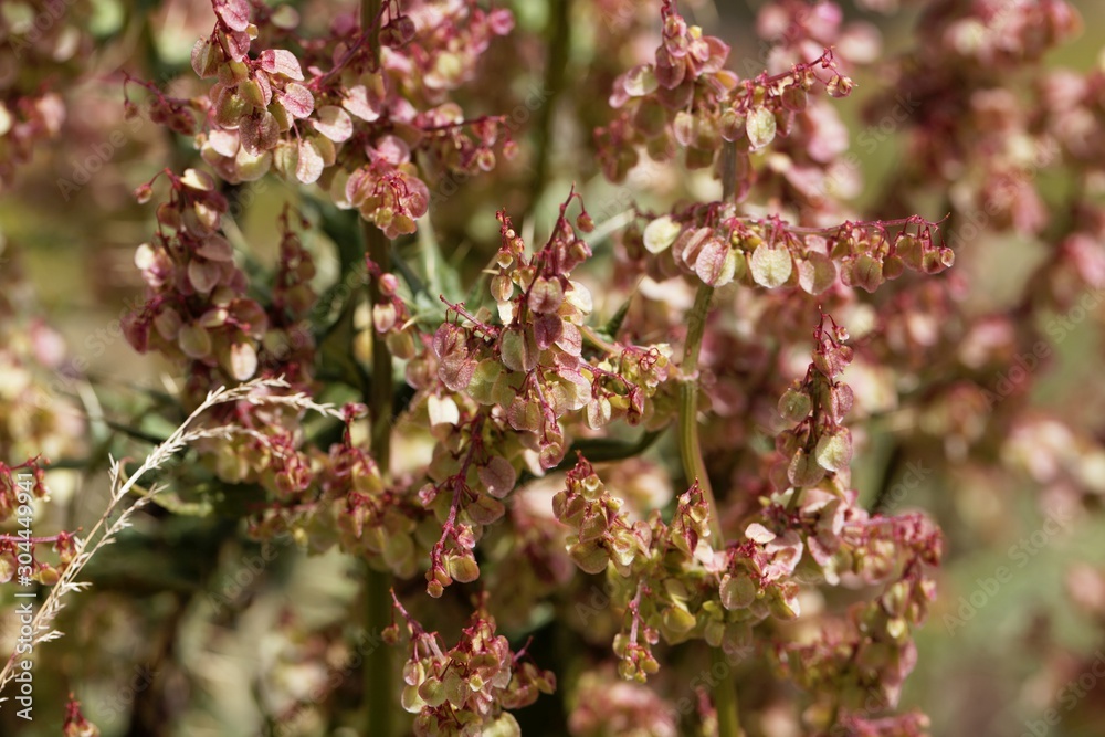 Flowers of the sorrel Rumex nervosus, in Ethiopia Flowers of the sorrel Rumex nervosus, in Ethiopia