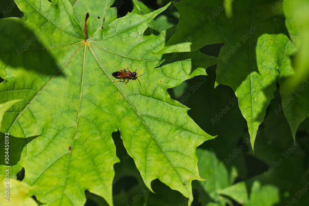 Insect Insect