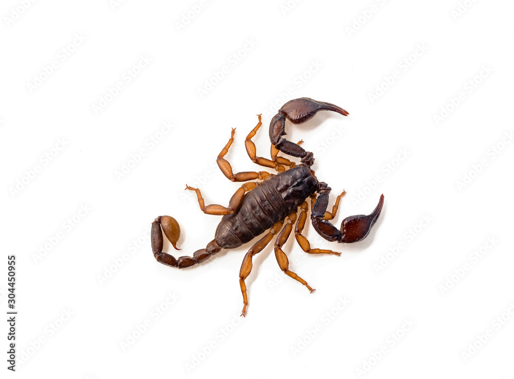 Close-up of a European scorpion, on white background.