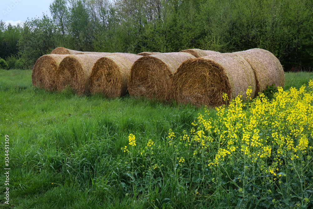 Hay laying on green grass