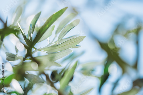 Close up sur les feuilles d'un olivier photo