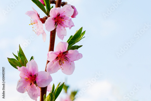 Peach branch with pink flowers on light blue sky background. Copy space_