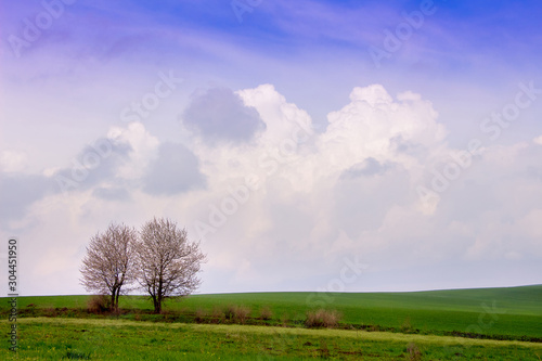 Spring landscape with two trees in a field among green grass and picturesque sky_ © Volodymyr