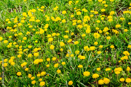 Background of yellow dandelions among green grass_