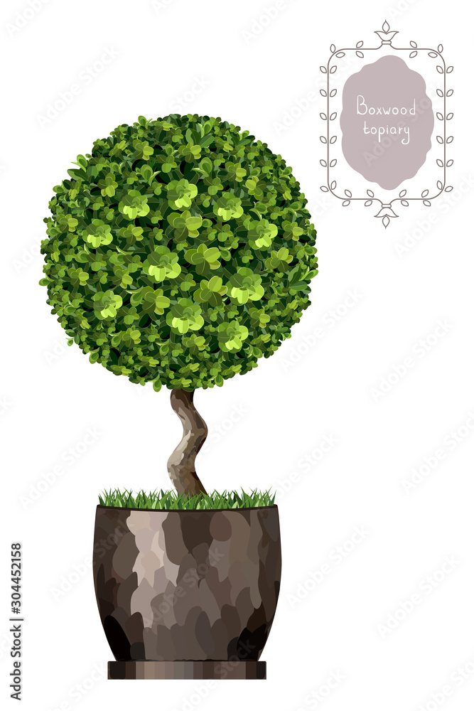 Boxwood Vector Boxwood topiary, garden plant, vector background. English boxwood ...