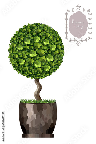 Boxwood topiary, garden plant, vector background. English boxwood, evergreen dwarf shrubs. Shrub for landscape.