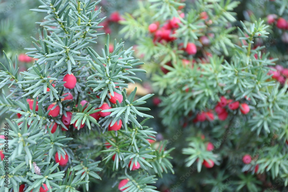 green needles with red berries