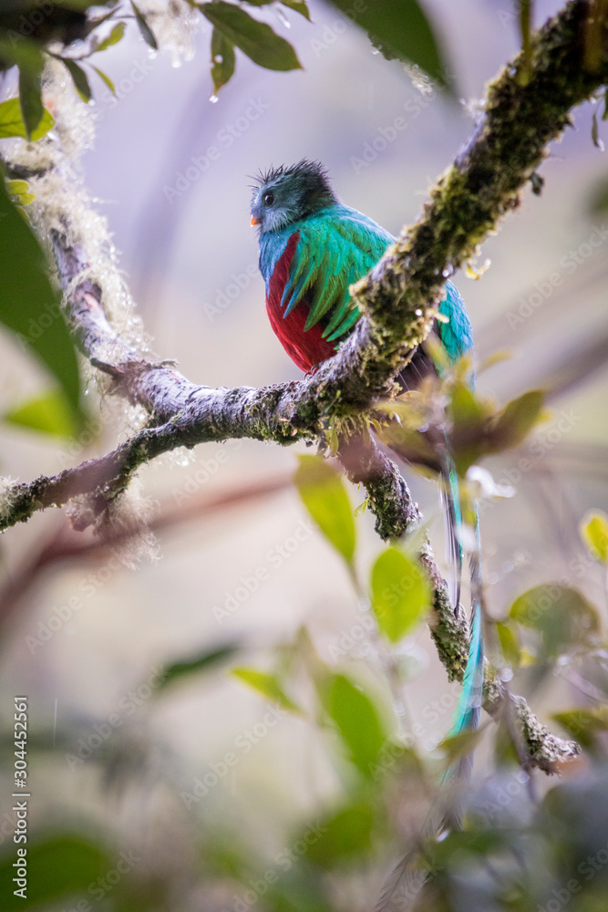 Fototapeta premium Resplendent quetzal, pharomachrus mocinno. Birds of Costa Rica. San Gerardo de Dota