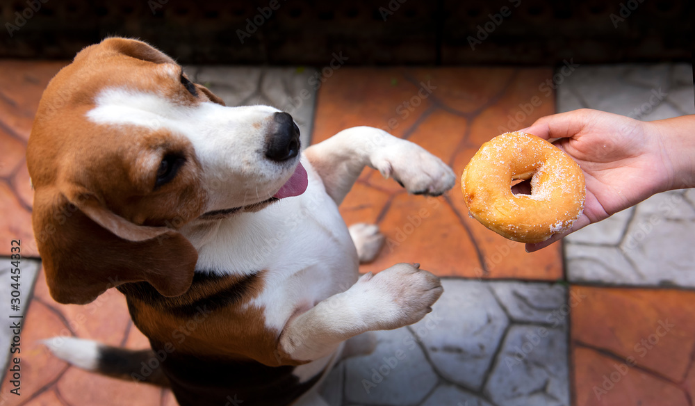 Can Dogs Die From Eating Donuts