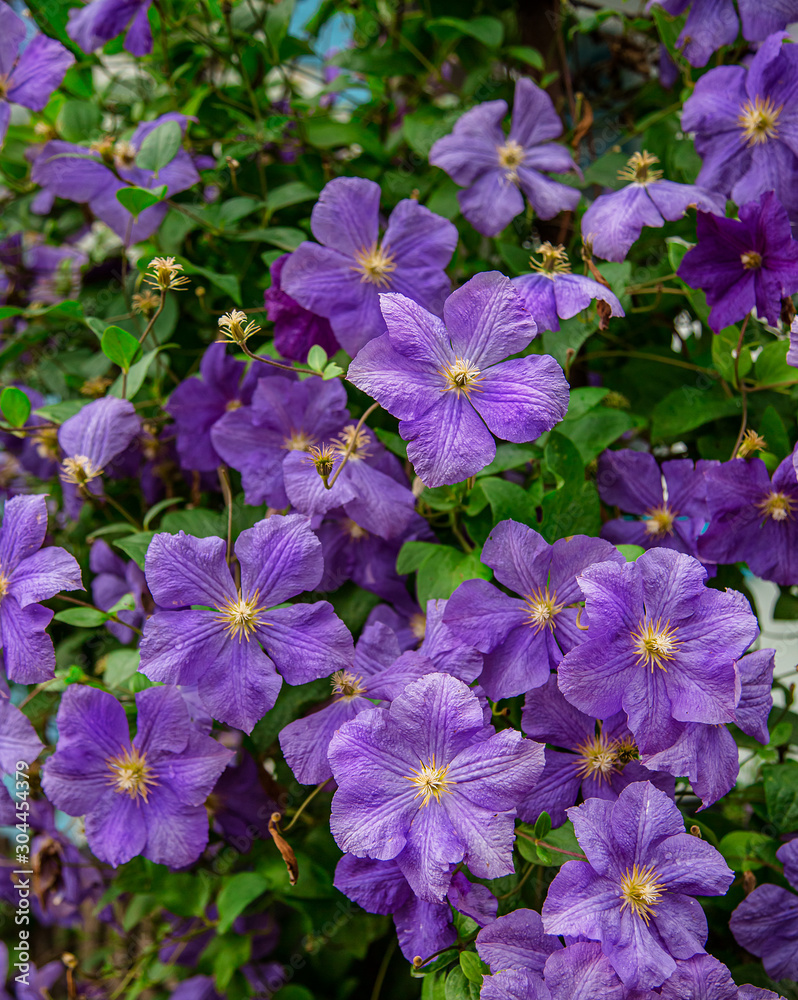 Flowers of perennial clematis vines in the garden. Clematis climbs into the garden near the house. Beautiful purple clematis. Flowers of perennial clematis vines in the garden. Clematis climbs into the garden near the house. Beautiful purple clematis.
