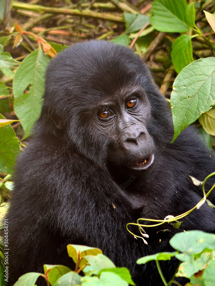 Obraz premium A baby mountain gorilla feeds in Bwindi Impenetrable Forest.