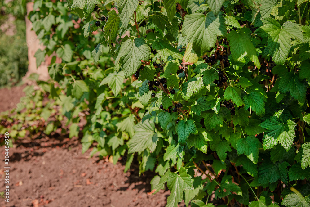 Ripe juicy blackcurrant hanging from a branch. Black currant on a bush of a branch in the garden.