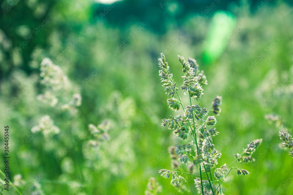 Grass on the field. Selective focus. Shallow depth of field.