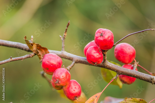 Small fruits ripe red apples on the tree