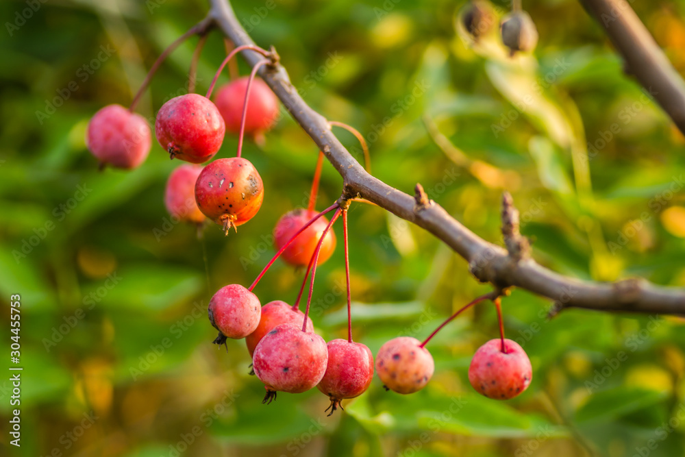 Small fruits ripe red apples on the tree Small fruits ripe red apples on the tree