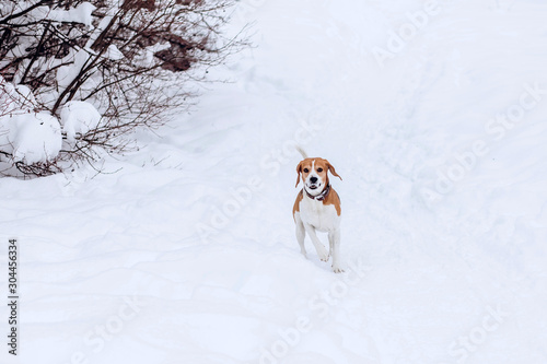 Beagle dog on a walk in the winter forest. Dog on a winter hunt. A hunting dog runs through a snowy park in cold weather.