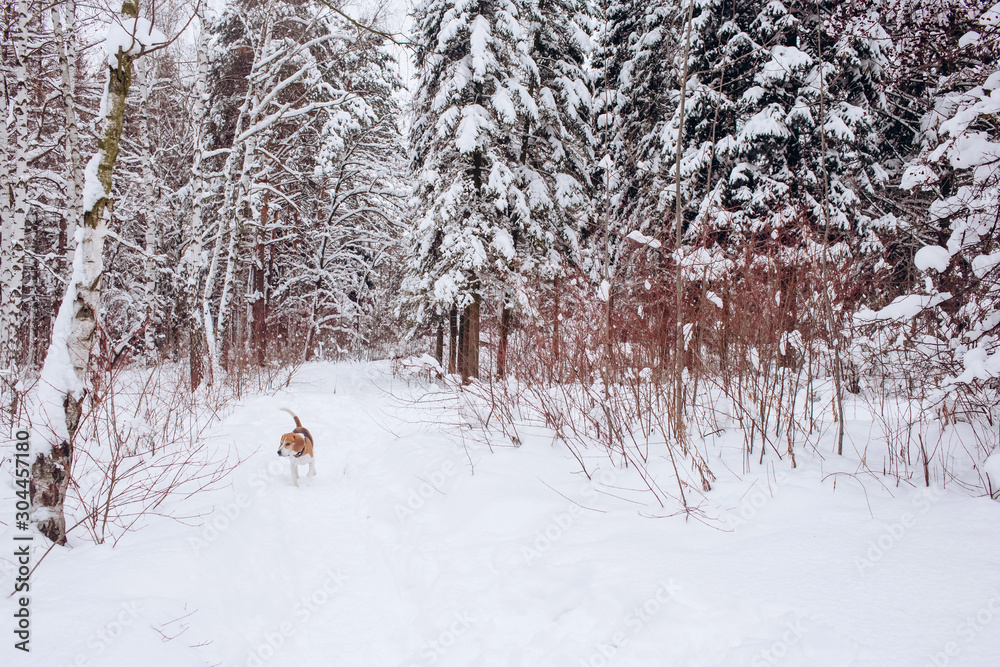 Beagle dog on a walk in the winter forest. Dog on a winter hunt. A hunting dog runs through a snowy park in cold weather. Beagle dog on a walk in the winter forest. Dog on a winter hunt. A hunting dog runs through a snowy park in cold weather.