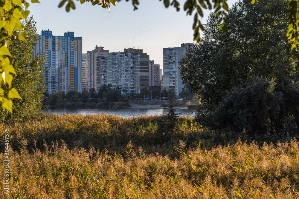 Field of Reed on Urban lake Shore and Modern Buildings behind arch of trees