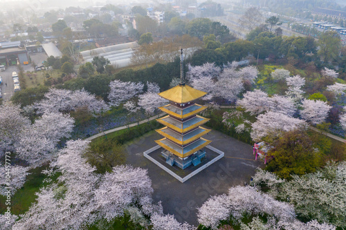 Wuhan East Lake Sakura Garden.This time is the cherry sakura blossom season. For travel around Wuhan